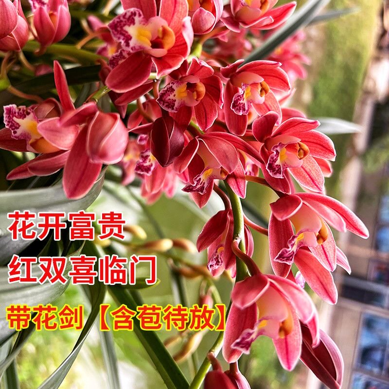 兰花苗盆栽蕙兰红妆冬带花苞年宵大花室内浓香花卉四季好养绿植