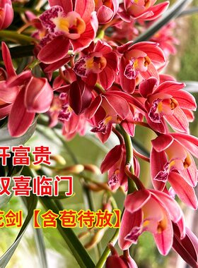 蕙兰红妆现带花苞年宵大花
