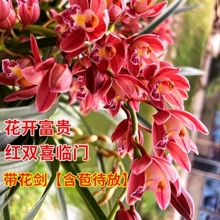 兰花苗盆栽蕙兰红妆冬带花苞年宵大花室内浓香花卉四季好养绿植