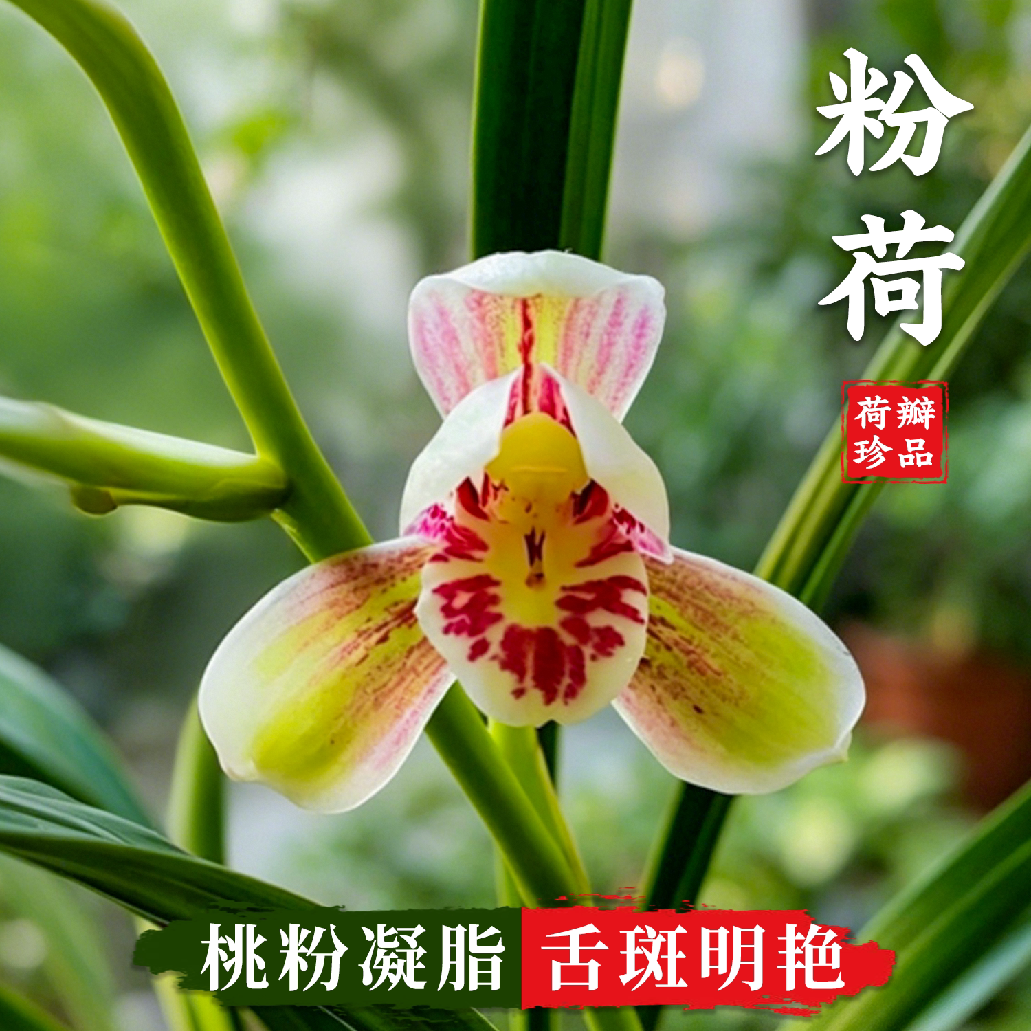 建兰荷瓣名品粉荷兰花苗浓香好养