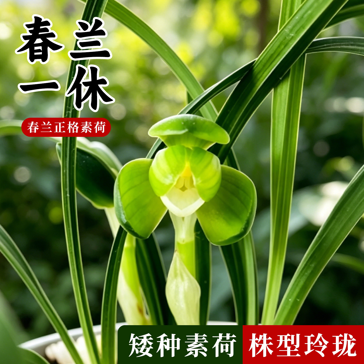 春兰一休兰花苗冬带花浓香好养花