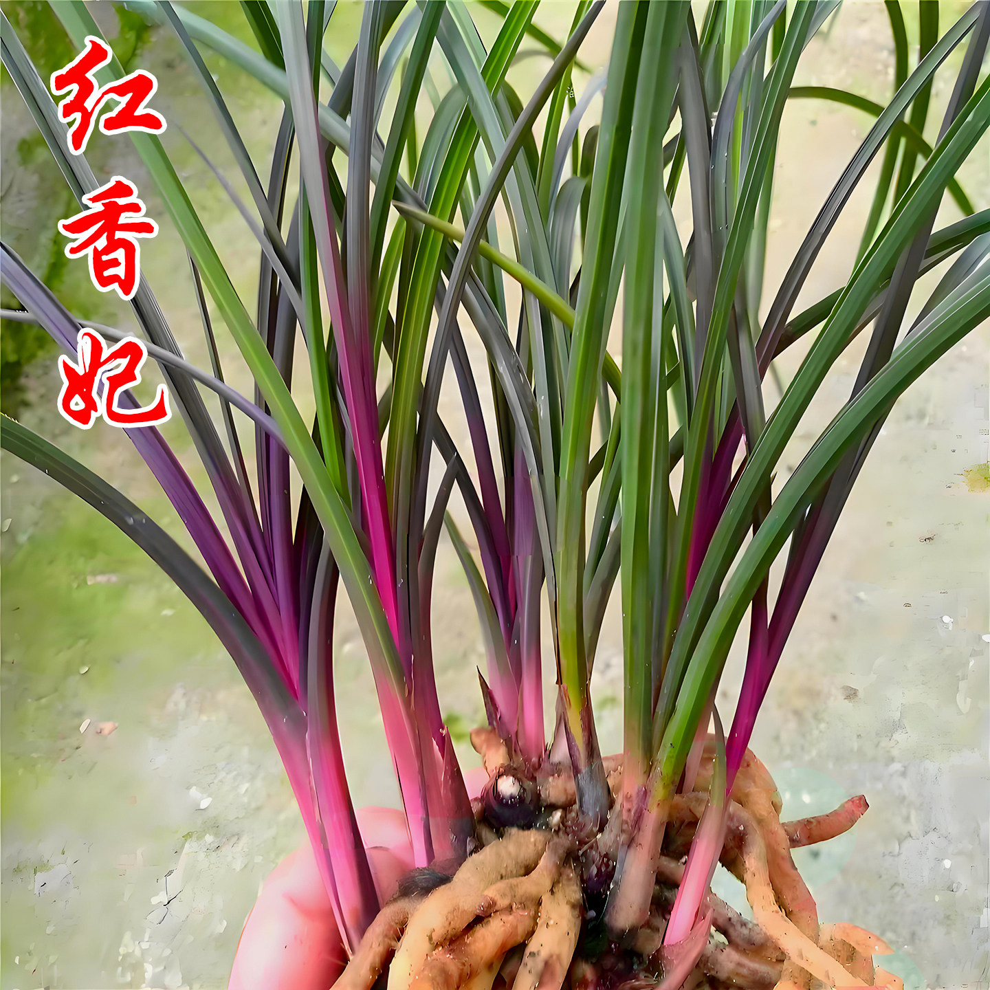 蕙兰红香妃兰花盆栽冬带花苞