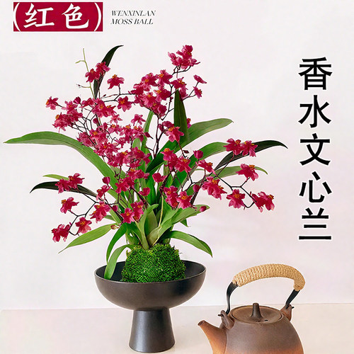 带花苞文心兰苔藓球懒人盆栽