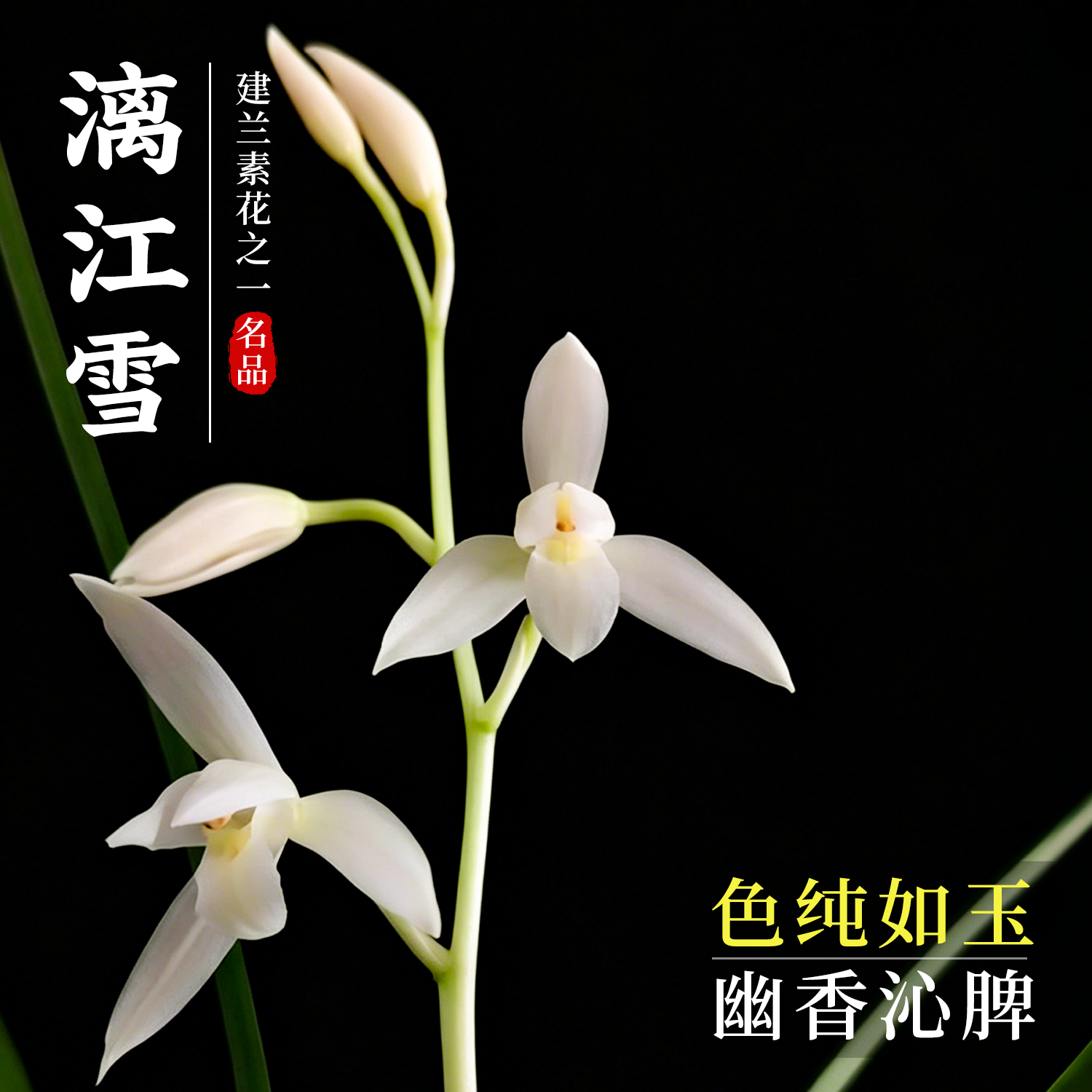 香韵兰花苗 建兰漓江雪 办公室绿植好养花卉盆栽室内外耐阴好养活