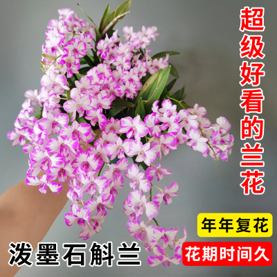 现带花苞泼墨石斛盆栽秋石斛兰花