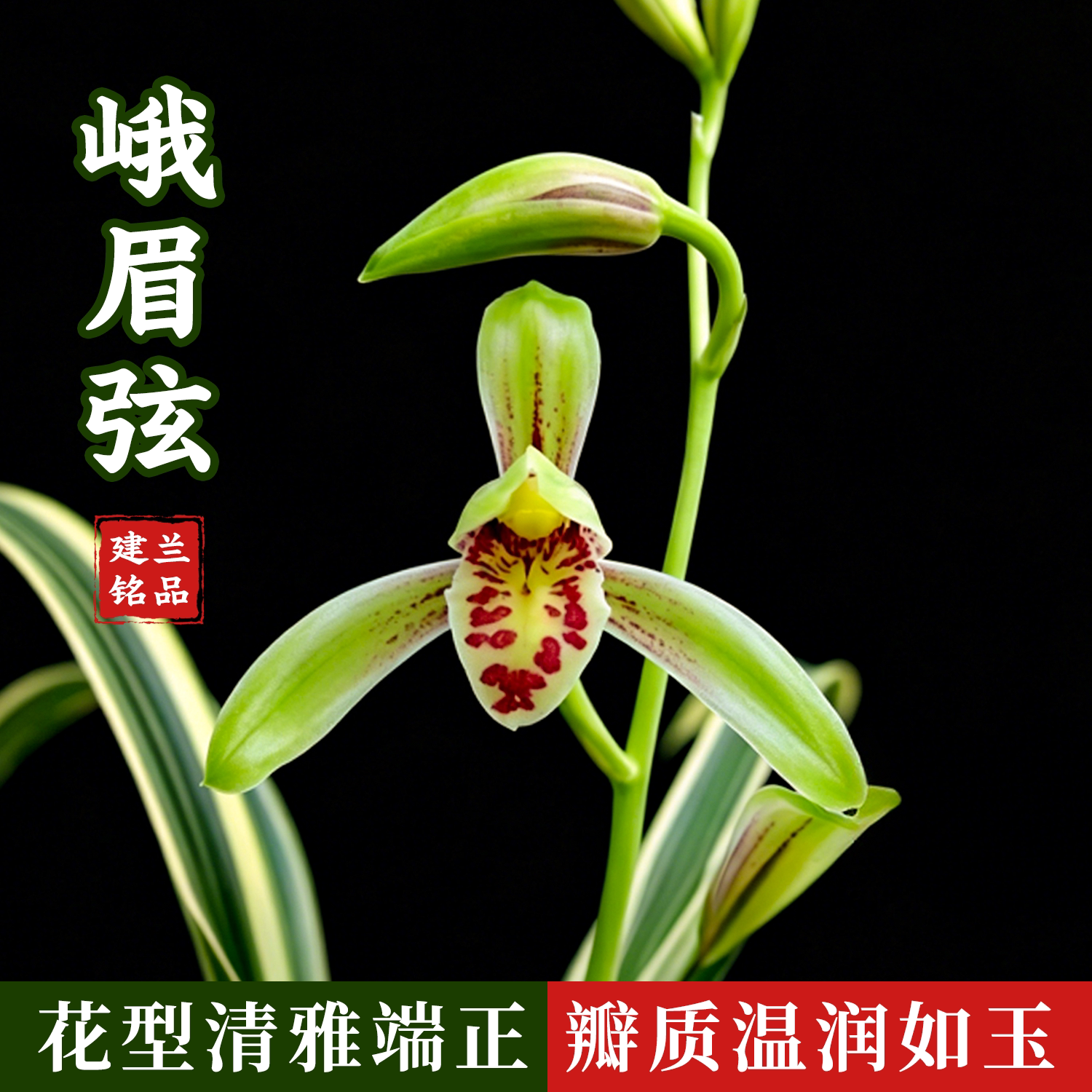 建兰铭品峨眉弦兰花苗好养浓香花