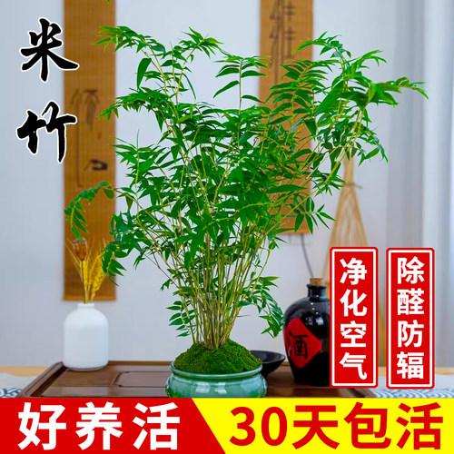 水培米竹室内盆栽植物水养观音竹