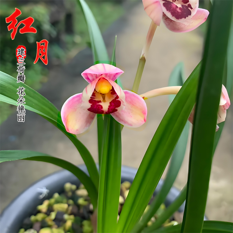现带花苞兰花建兰荷瓣 红月 浓香型红花四季兰室内盆栽花卉好养植