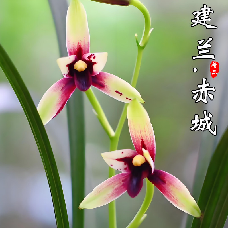 香韵兰花苗老种四季建兰