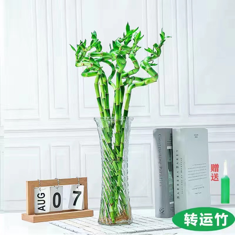 水培绿植富贵竹水养盆栽室内好养带根客厅卧室招财植物办公室花卉