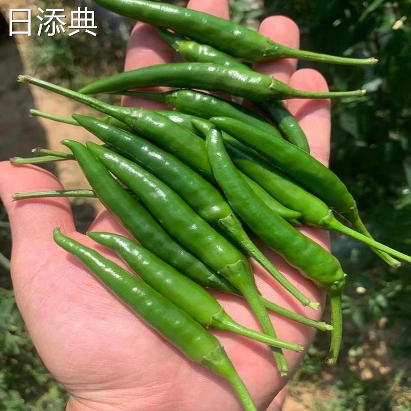 新鲜青米椒广西青辣椒特辣小米辣朝天椒泡椒剁椒尖椒蔬菜现摘当季
