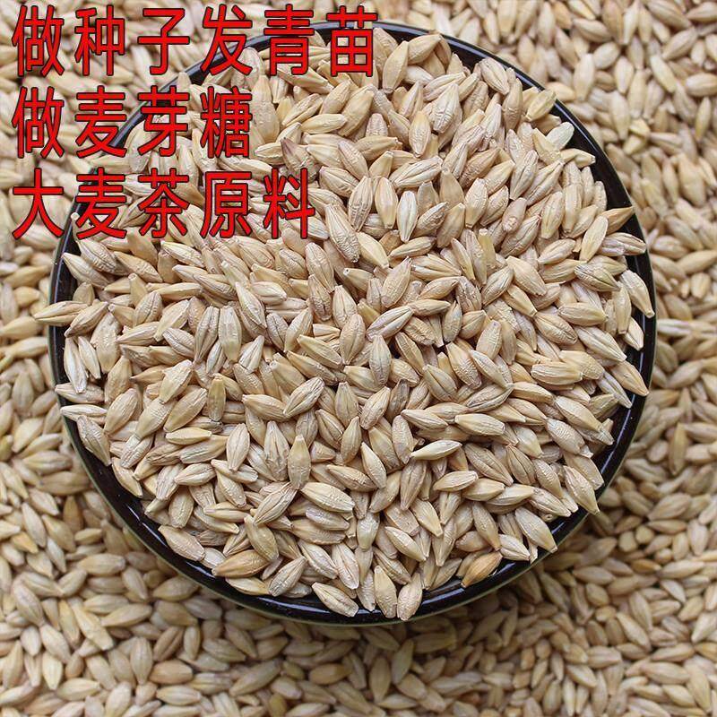 新大麦粒5斤带壳皮做麦芽糖大麦茶原料发芽苗榨汁可酿酒