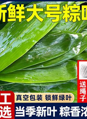 粽叶新鲜粽子叶大号包粽子专用宽棕叶商家用端午官方旗舰店