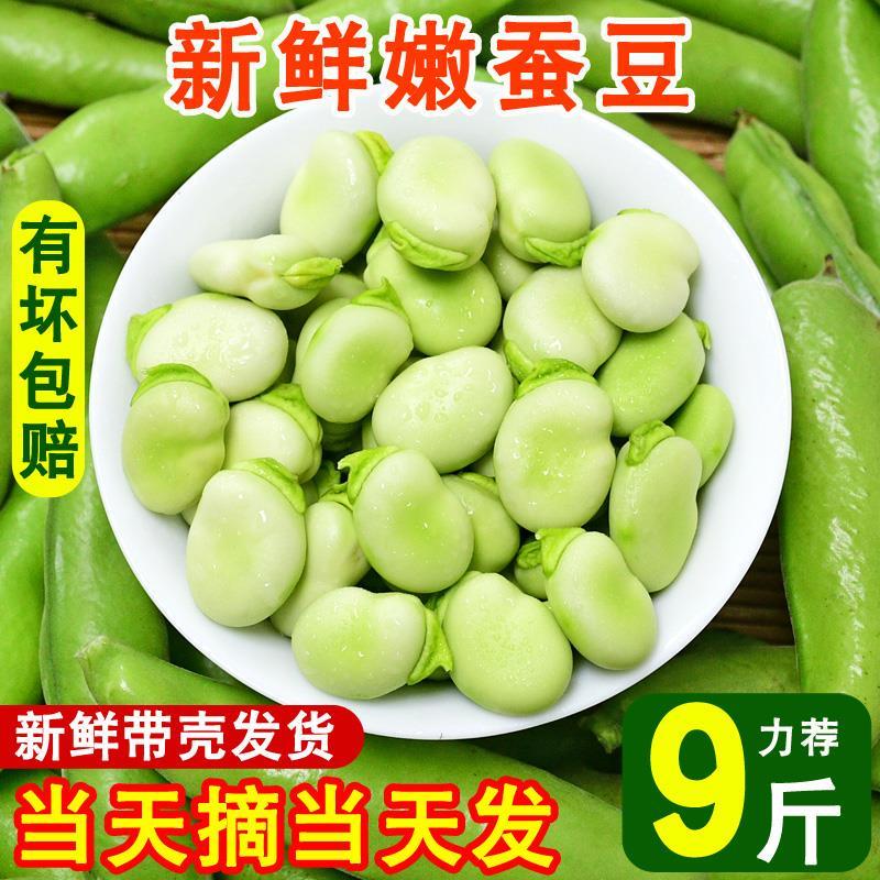 新鲜农家速冻蚕豆带壳嫩蚕
