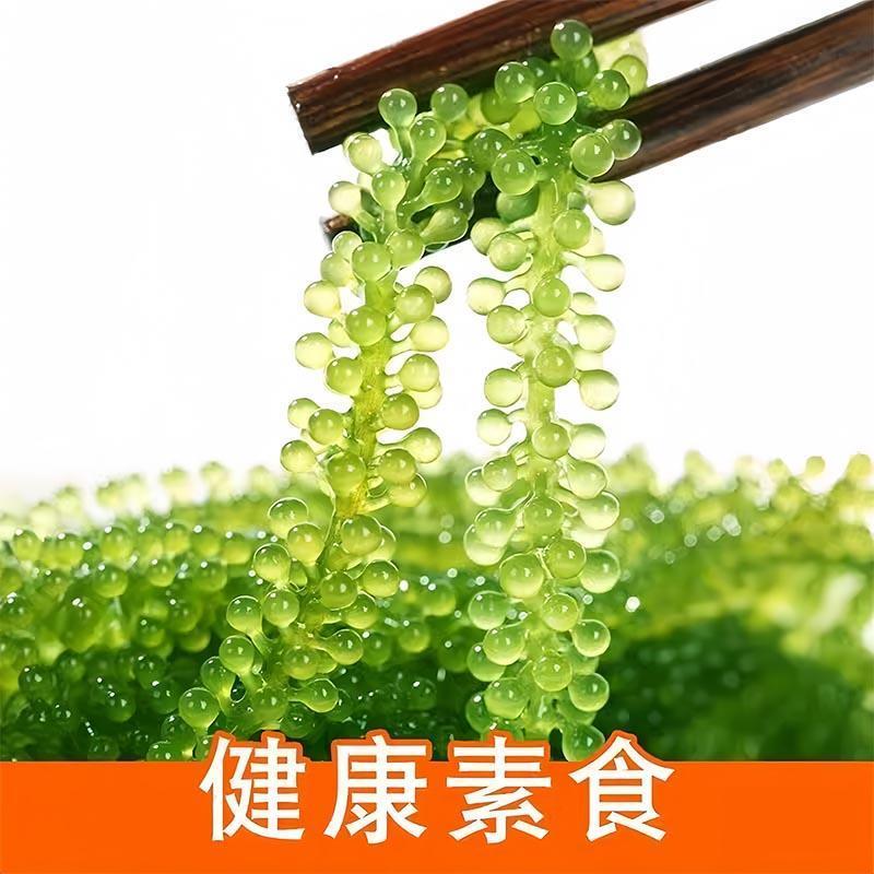 儿童海葡萄绿色鱼子酱即食泡发小孩吃的新鲜盐渍海葡萄官方旗舰店