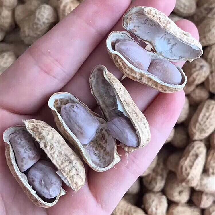 包邮 新货福清高山白晒花生原味农家水煮晒干福建特产干货散装1斤