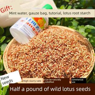 2025新货木莲籽爱玉籽凉粉籽霹雳籽诸暨木莲豆腐凉粉手工籽250g