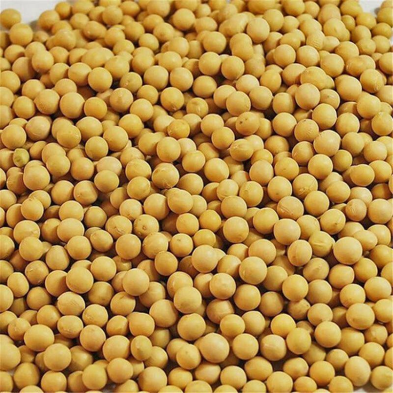 黄豆新豆大豆打豆浆发豆芽专用大豆多用途河南当季农家新粮吃法多