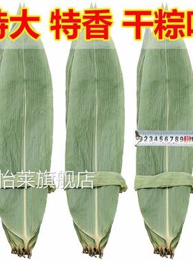 粽叶免邮新鲜大箬叶端午节特大本地棕叶包粽子的叶子粽子叶干大号