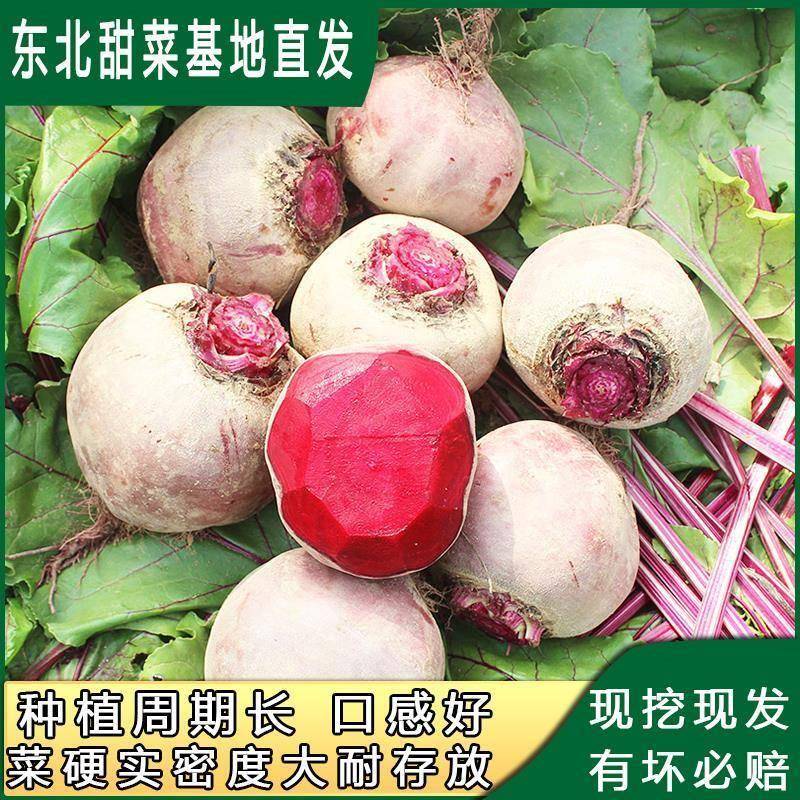 新鲜甜菜根 东北基地上市 红菜头 紫菜头 蔬菜农产品坏果必赔
