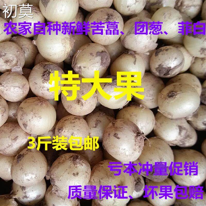 四川农家新鲜农家苦藠团葱