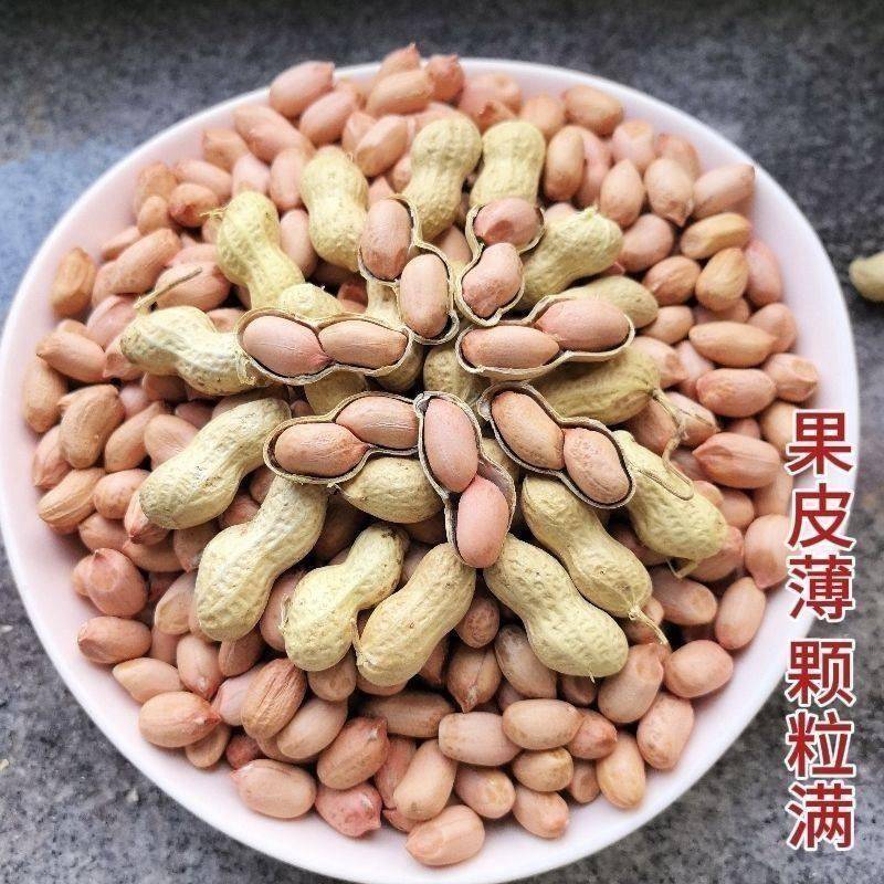 净重发货25年新货东北小珍珠带壳花生新鲜采摘自然晒干薄皮多规格