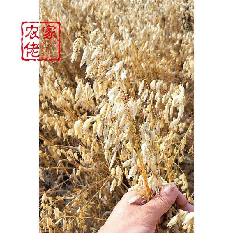 武川面攸山西内蒙坝筱面面全莜麦口上油面粉张家面悠纯莜莜麦燕麦