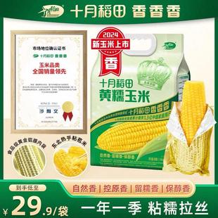 十月稻田玉米黄糯白糯黑玉米段香甜软糯东北粘苞米可拉丝真空包装