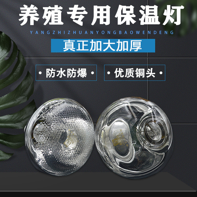 保温灯泡养殖猪用取暖灯仔猪小猪小鸡鸭育雏保暖烤Z灯养殖场灯