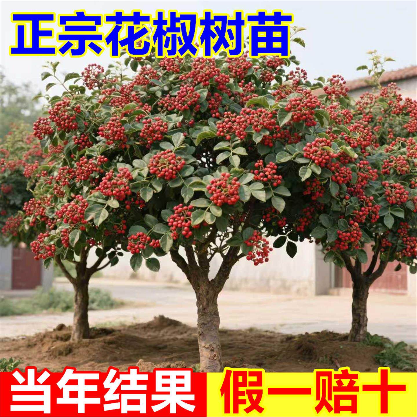 特大红袍花椒苗当年结果南北可种图片