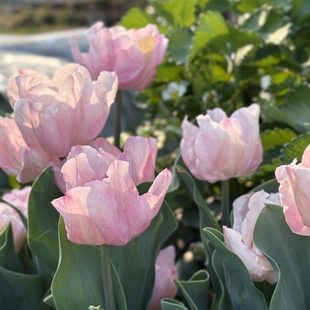 郁金香种球进口杏色骄傲范伊克庭院阳台五度球耐寒裸球水培植物