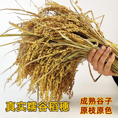 贵州枣红壳香禾糯高杆糯稻谷干稻穗花园艺复古舞台店装饰表演道具