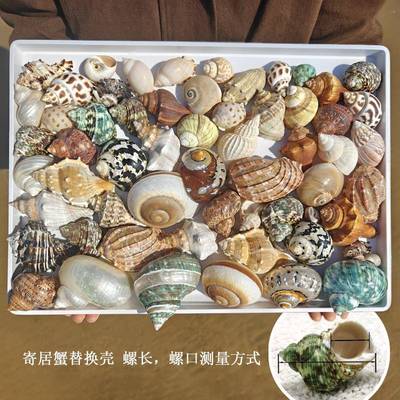 天然海螺贝壳寄居蟹替换壳豆丁草莓黑莓里拉小号备用壳鱼缸造景