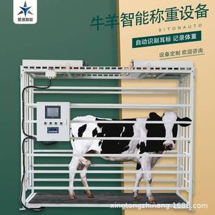 肉牛智能称重设备分群设备厂家直发智能养殖设备