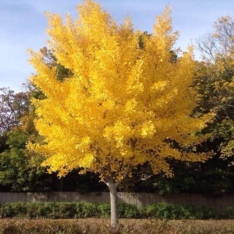 金叶银杏树活苗室外树苗大树庭院风景树大型行道S园林绿化工程苗