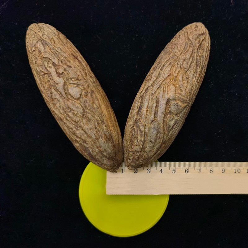 千眼菩提子手把件 白绿r色原子籽原料胖大果精品 文玩红果单颗超