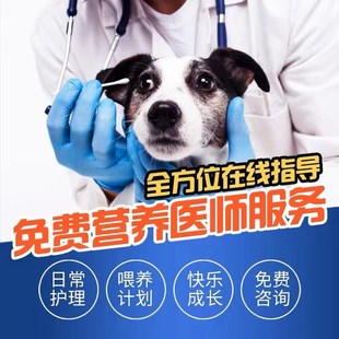山东犬舍 纯种雪纳瑞幼犬迷你型活狗小体犬椒盐色宠物出售训练