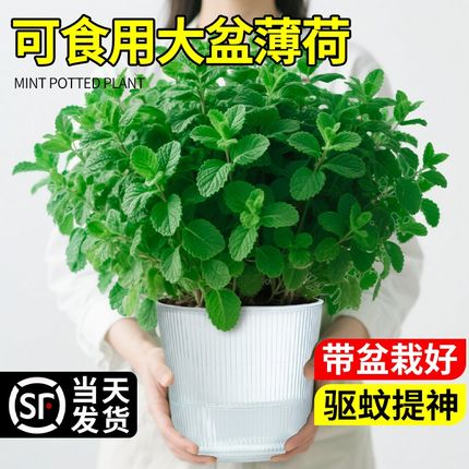 薄荷盆栽可食用特大号苗室内驱蚊绿植猫薄荷叶迷迭香四季香草植物