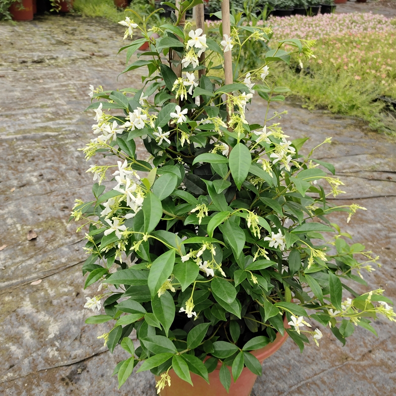 风车茉莉 万字茉莉露天爬藤植物 四季常绿 皮实好养耐寒香气怡人