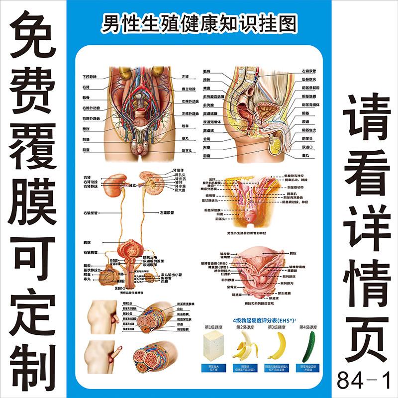 男女泌尿生殖器解剖图 女性生殖系统图医学人体生殖系统解剖挂图