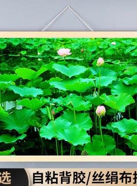 荷花装饰画自粘墙贴绿色护眼横版植物旺运画客厅壁纸招财风景餐厅