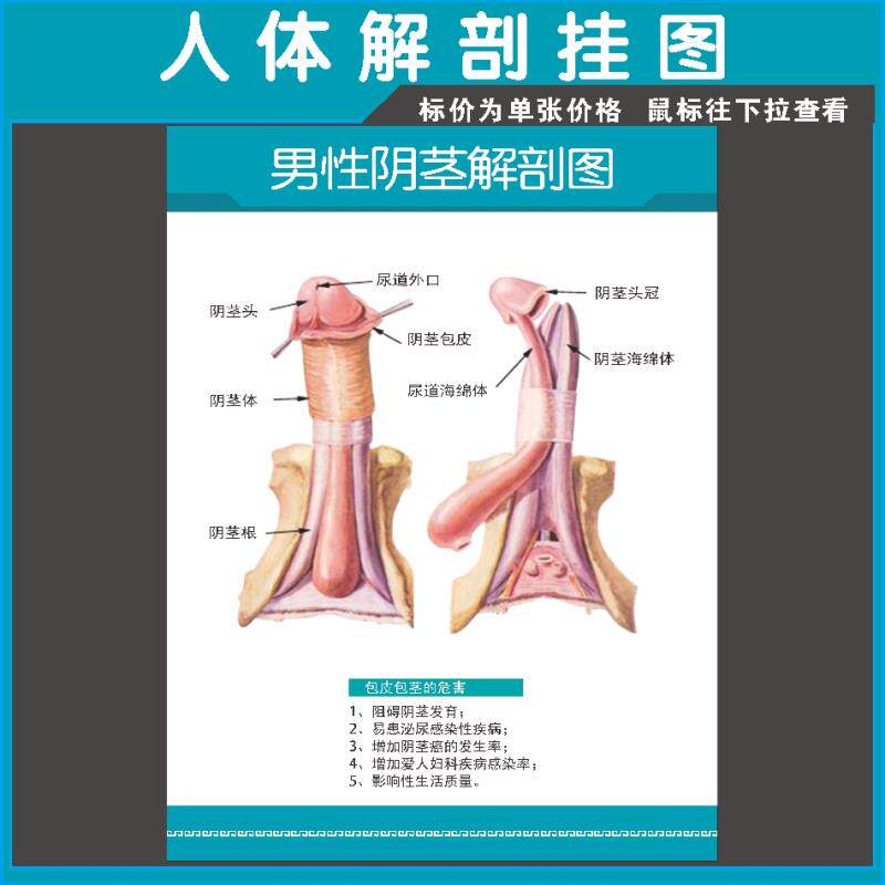 男性阴经解剖示意图医学宣传挂图人体器官医院布置海报墙贴