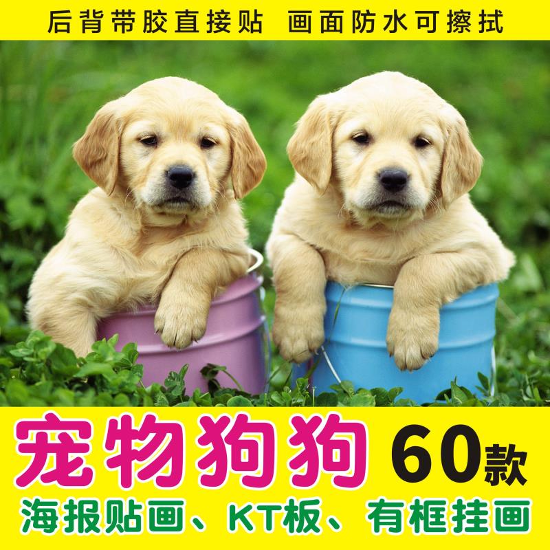 金毛拉不拉多比熊犬狗狗猫咪图片宠物店挂画壁画海报制作贴纸贴画