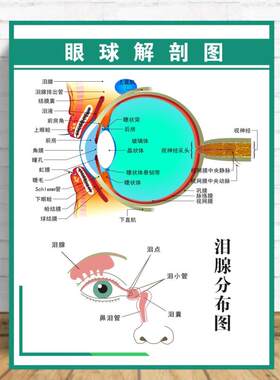 眼睛结构图眼球解剖图剖面图眼镜店矫正挂图眼科海报墙贴宣传图