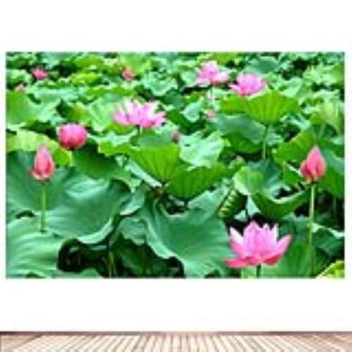 荷花荷叶荷池装饰画莲花墙贴画佛像佛堂背景供奉画绿色植物自粘画