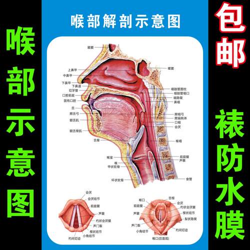 喉部解剖示意图 耳鼻喉科医疗健康贴图 高清印刷彩色穴位教学海报