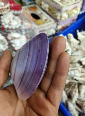 蚌壳 天然颜色海螺贝壳热销橱窗摆件工艺品双壳 紫蛤
