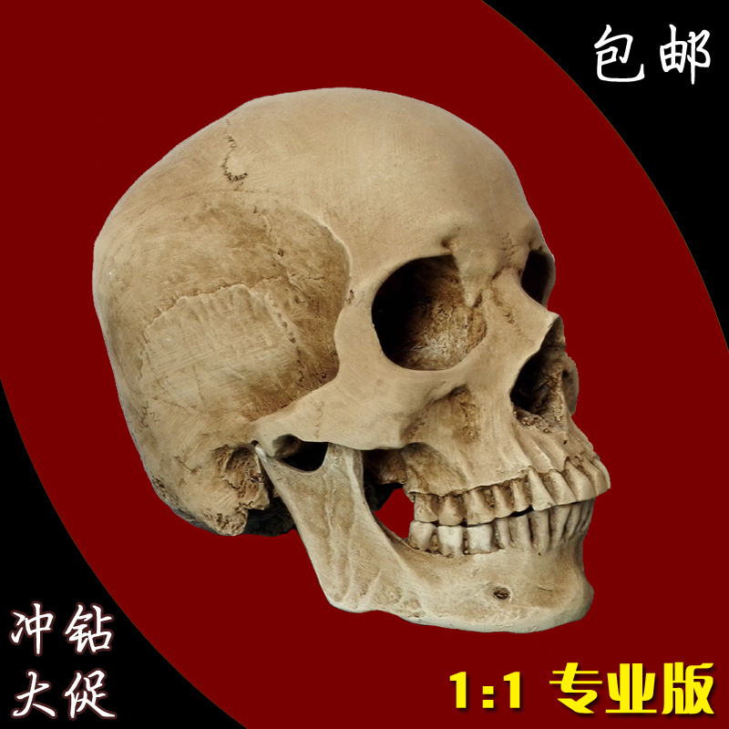 高精度仿真人头骨模型万圣节树脂骷髅头医学头颅美U术绘画临摹包