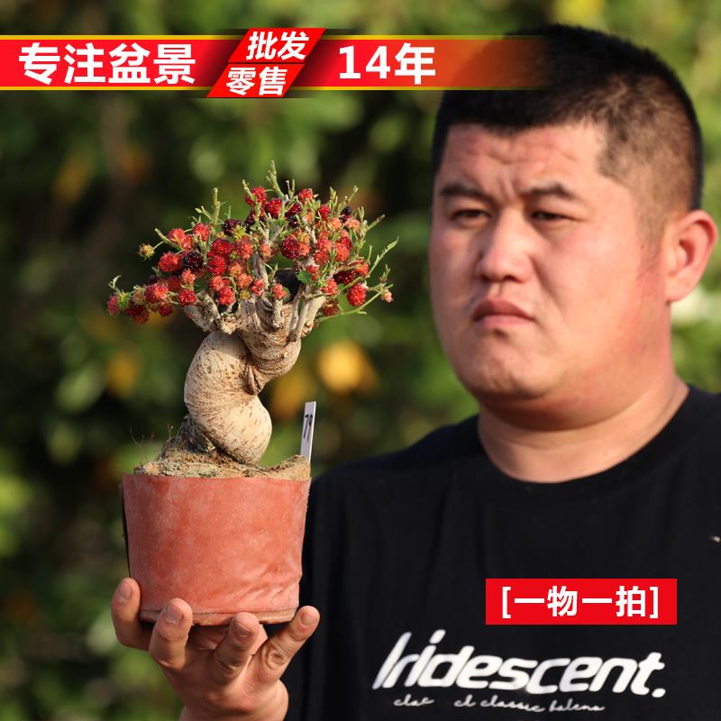精品进口禅意小叶姬果桑盆景四季果桑葚童子功造型盆景盆栽易果树