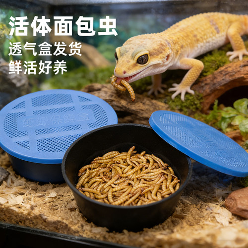 爬宠面包虫鲜活幼活体大麦虫盒装